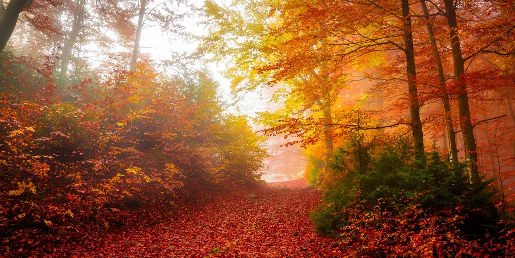 De Magie van de Herfst: Een Seizoen van Zelfreflectie en Creatieve Groei